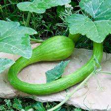 ZUCCHINI SEEDS TROMBA D'ALBENGA - 5 ZUCCHINI SEEDS