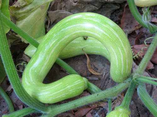 ZUCCHINI SEEDS TROMBA D'ALBENGA - 5 ZUCCHINI SEEDS