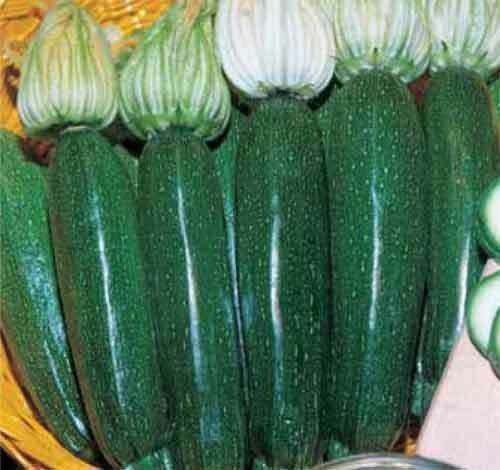 ZUCCHINI SEEDS 5 NERO DI MILANO BABY MARROW SEEDS