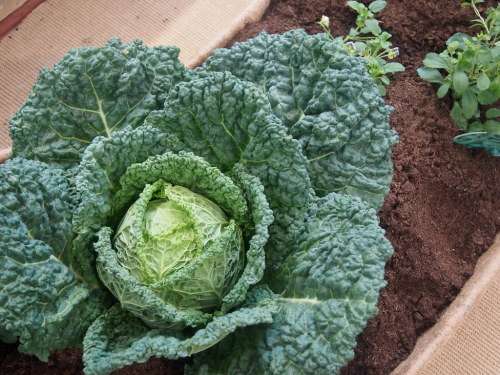 CABBAGE SEEDS SAVOY MANTOVANO - 100 CABBAGE SEEDS