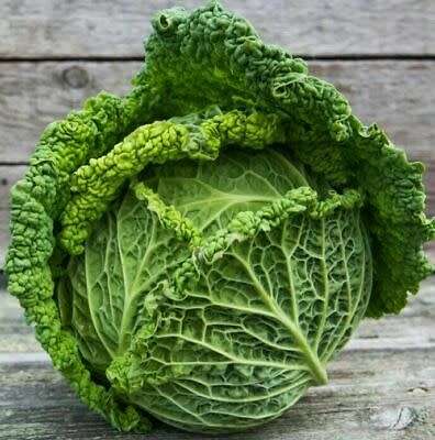 CABBAGE SEEDS SAVOY MANTOVANO - 100 CABBAGE SEEDS