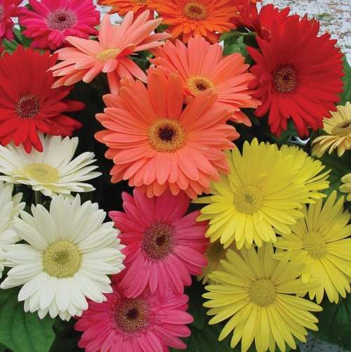 Gerbera Seeds Mix - 10 Gerbera Seeds