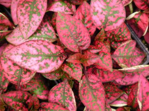 Hypoestes Seeds  Confetti Compact Red - 10 Hypoestes Seeds