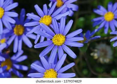 FELICIA AMELLOIDES - 10 INDIGENOUS FELICIA SEEDS