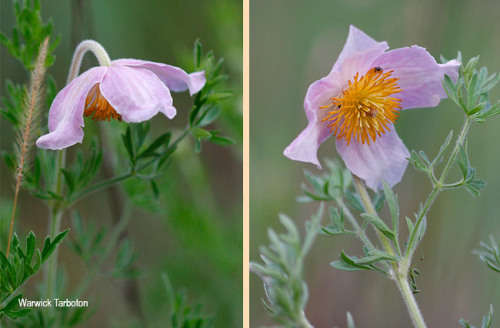 Clematis Seeds Villosa - 5 Clematis Shrub Seeds