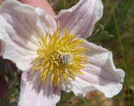 Clematis Seeds Villosa - 5 Clematis Shrub Seeds