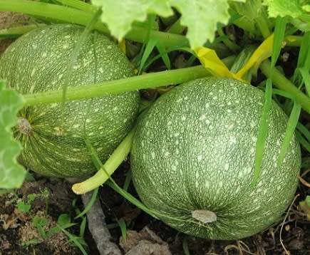 Zucchini Seeds Round - 10 Zucchini Squash Seeds