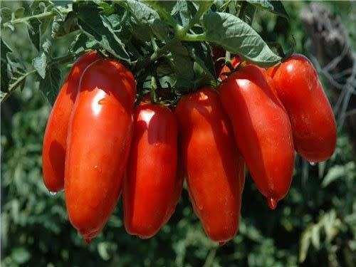 TOMATO SEEDS SAN MARZANO - 20 TOMATO SEEDS