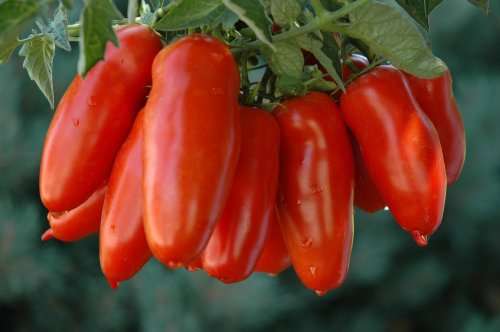 TOMATO SEEDS SAN MARZANO - 20 TOMATO SEEDS