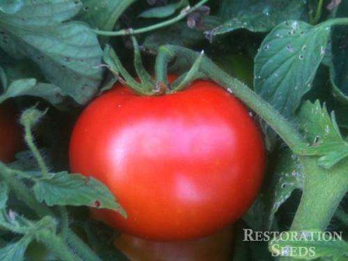 Tomato Seeds Saint Pierre - 20 Tomato Seeds