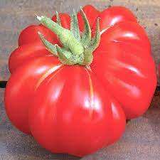 TOMATO SEEDS COSTOLUTO FIORENTINO - 20 TOMATO SEEDS