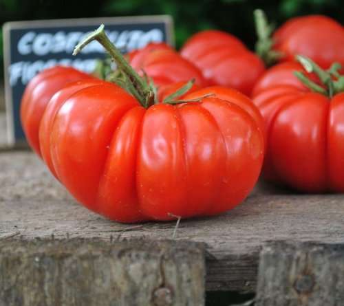 TOMATO SEEDS COSTOLUTO FIORENTINO - 20 TOMATO SEEDS