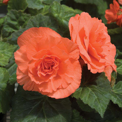 Begonia Seeds Nonstop Deep Salmon - 10 Begonia Seeds