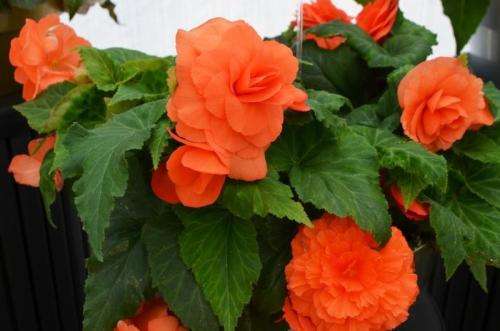 Begonia Seeds Nonstop Deep Salmon - 10 Begonia Seeds