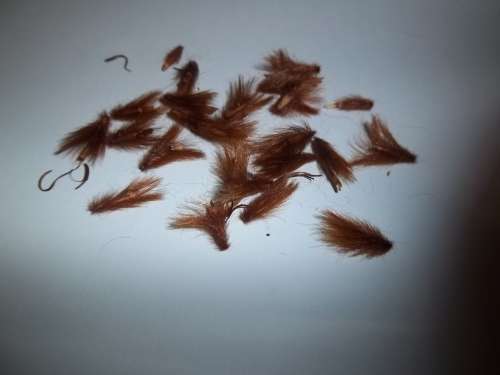 PROTEA SEEDS GRANDICEPS - 5 PROTEA SEEDS