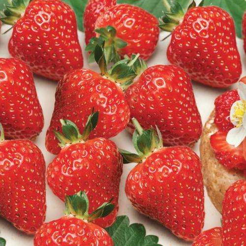 Strawberry Seeds 4 Seasons - 20 Strawberry Seeds