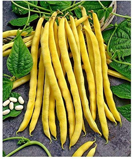 Runner Bean Seeds  Neckargold - 10 Runner Beans