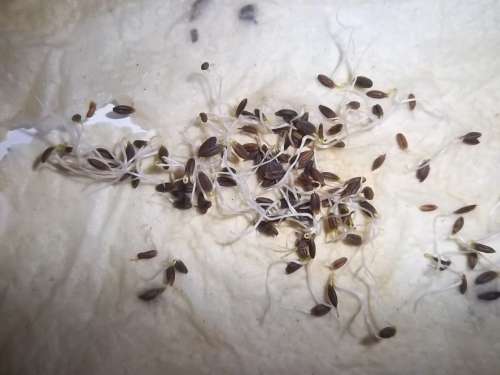 Cumin Herb 100 Herb Seeds