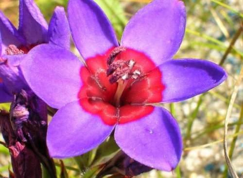 Babiana Seeds Rubrocyanea Indigenous Bulb - 10 Babiana Seeds