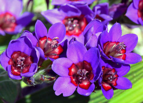 Babiana Seeds Rubrocyanea Indigenous Bulb - 10 Babiana Seeds