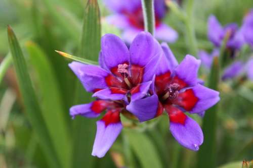 Babiana Seeds Rubrocyanea Indigenous Bulb - 10 Babiana Seeds