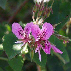 Geranium Seeds Heart Leaf Geranium - 10 Pelargonium Cordifolium Seeds