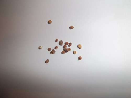 Zantedeschia Seeds White Arum Lily - 10 Zantedeschia Seeds