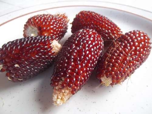 Strawberry Popcorn Seeds - 25 Red/Pink Popcorn Seeds