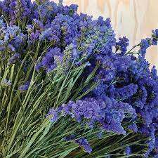 Statice Seeds Qis Dark Blue - 20 Statice Seeds