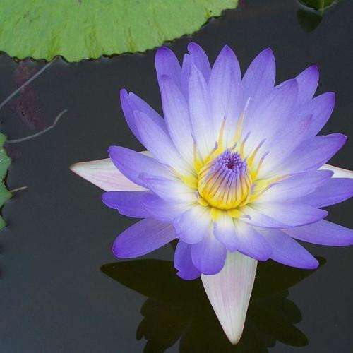 Water Lily Seeds Nymphaea Nouchali - 10 Water Lily Seeds