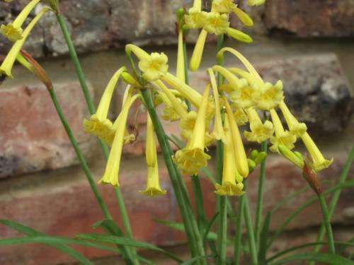 Ifafa Lily Seeds Yellow Cyrtanthus Mackenii - 5 Lily Seeds