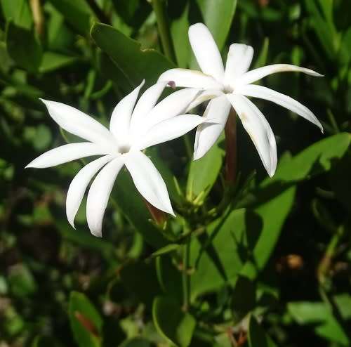 Jasmine Seeds Multipartitum -10 Jasmine Seeds