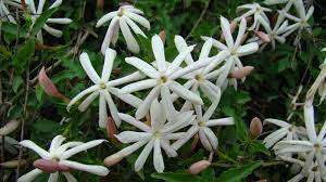 Jasmine Seeds Multipartitum -10 Jasmine Seeds