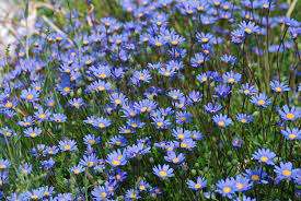 Felicia Seeds Aethiopica - 10 Felicia Seeds