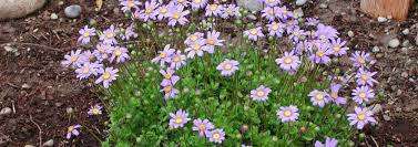 Felicia Seeds Aethiopica - 10 Felicia Seeds