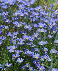 Felicia Seeds Aethiopica - 10 Felicia Seeds