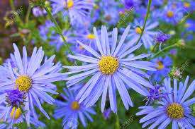 Felicia Seeds Amelloides - 10 Felicia Seeds