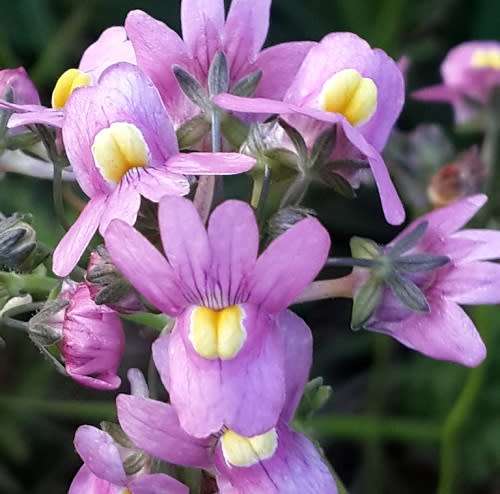 Nemesia Seeds Fruticans - 10 Nemesia Seeds