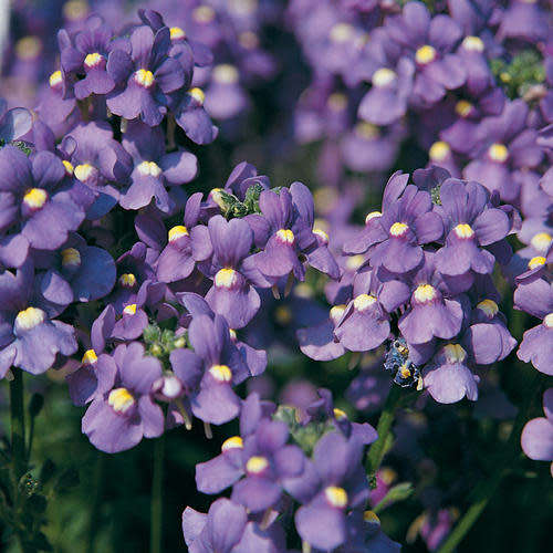 Nemesia Seeds Fruticans - 10 Nemesia Seeds