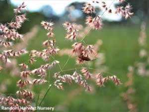 Grass Seeds Melinis Repens - Natal Red Top 10 Grass Seeds