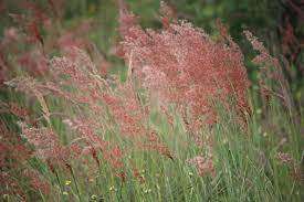Grass Seeds Melinis Repens - Natal Red Top 10 Grass Seeds