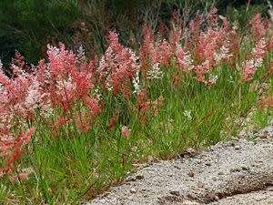 Grass Seeds Melinis Repens - Natal Red Top 10 Grass Seeds