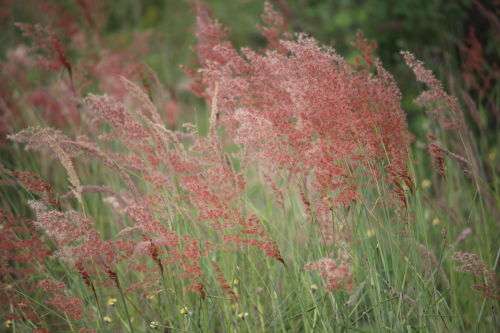 Grass Seeds Melinis Repens - Natal Red Top 10 Grass Seeds