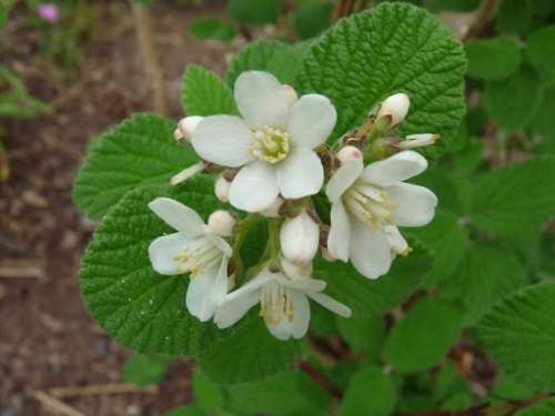 Jamesia Americana Seeds - Waxflower 10 Jamesia Seeds