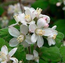 Jamesia Americana Seeds - Waxflower 10 Jamesia Seeds