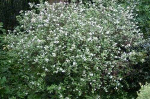 Jamesia Americana Seeds - Waxflower 10 Jamesia Seeds