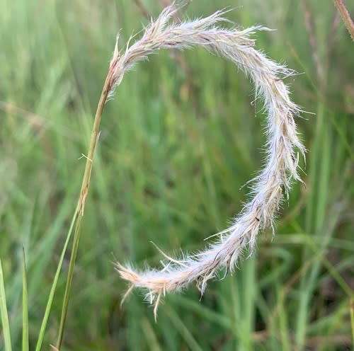 Grass Seeds Elionurus Muticus 10 Wire Grass  Seeds