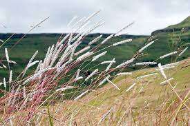 Grass Seeds Elionurus Muticus 10 Wire Grass  Seeds
