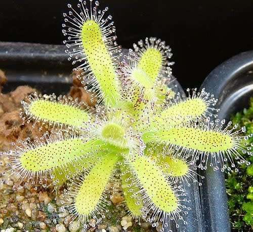DROSERA HILARIS SEEDS CARNIVOROUS PLANT - 10 SEEDS
