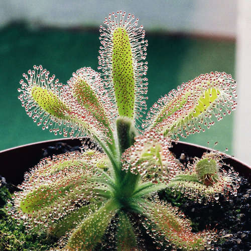 DROSERA HILARIS SEEDS CARNIVOROUS PLANT - 10 SEEDS